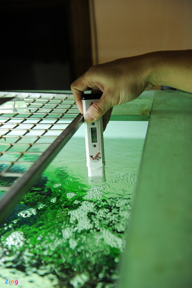 Trại sam cảnh tiền tỷ của chàng luật sư Hà thành