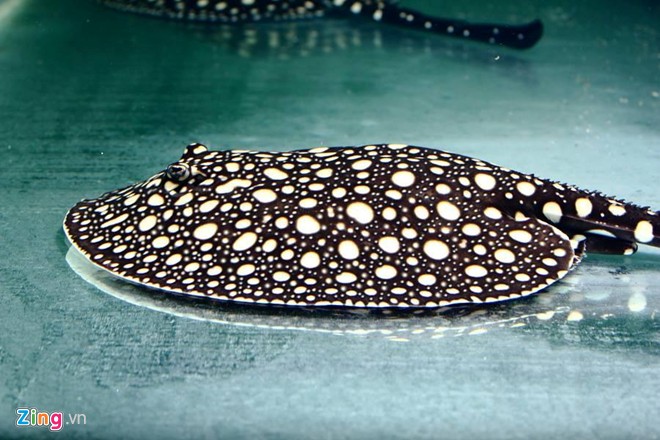 Trại sam cảnh tiền tỷ của chàng luật sư Hà thành