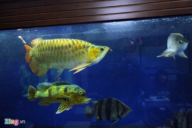 Trại sam cảnh tiền tỷ của chàng luật sư Hà thành