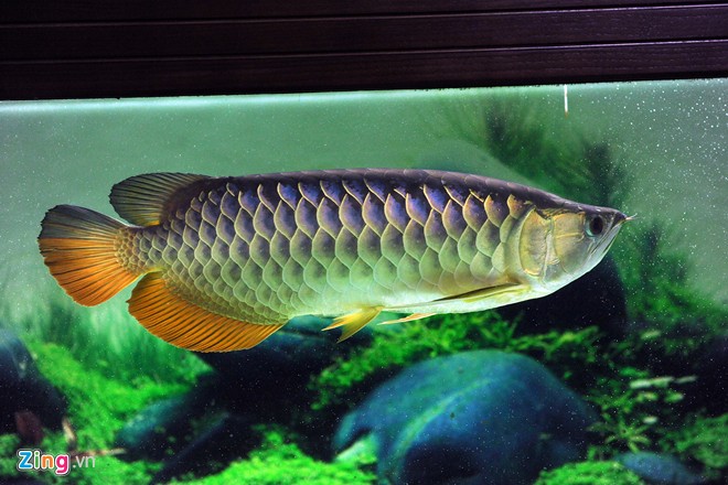 Trại sam cảnh tiền tỷ của chàng luật sư Hà thành