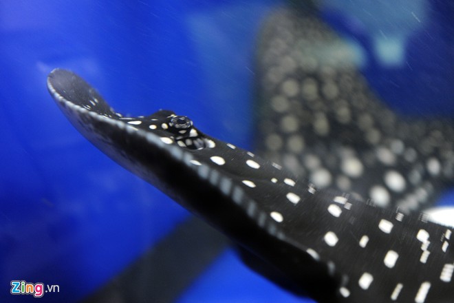 Trại sam cảnh tiền tỷ của chàng luật sư Hà thành