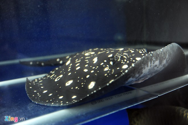 Trại sam cảnh tiền tỷ của chàng luật sư Hà thành