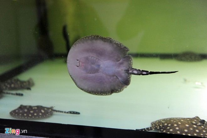 Trại sam cảnh tiền tỷ của chàng luật sư Hà thành