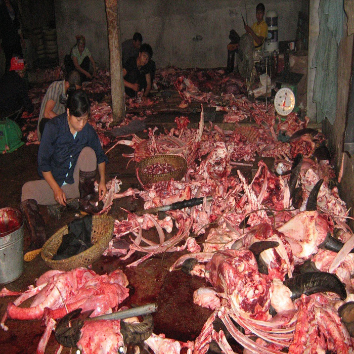 (bgiay)Giải mã căn bệnh trâu “báo oán” ở làng“đồ tể”