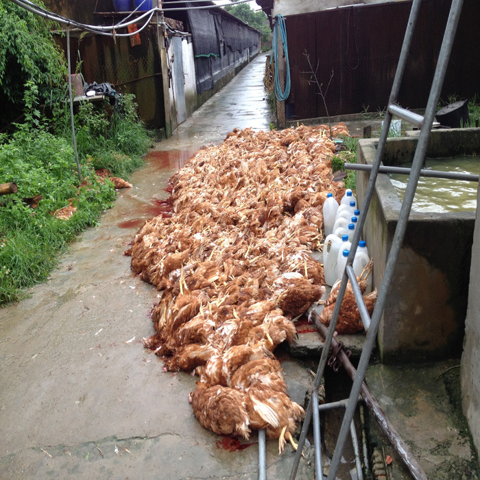 (bgiay)Bi hài chuyện 5.400 con gà chết vì viện ở Hải Dương: Ai ti