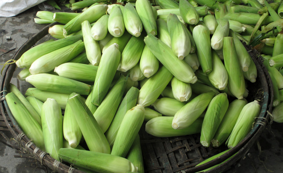 Ngô ủ hóa chất tự chín: Đâu là sự thật?