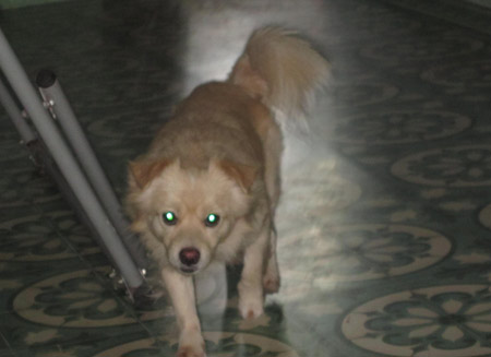 Trắng trợn đường dây trộm chó, đòi tiền chuộc