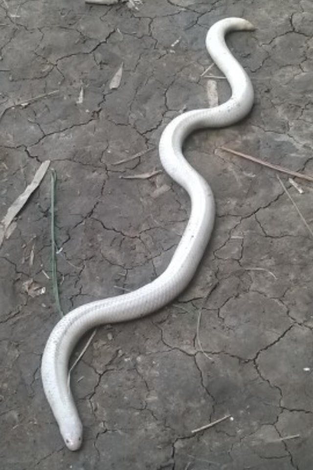 Người dân phát hiện rắn bạch tạng ở miền Tây