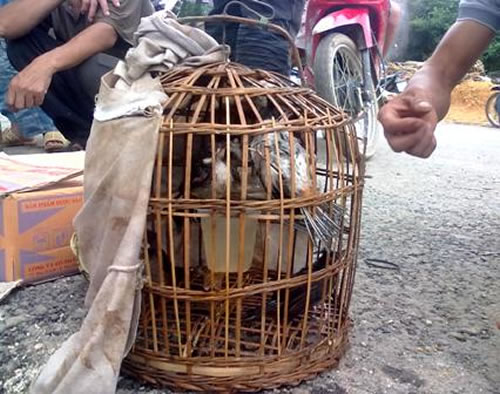 Buôn chim - một công 3 việc của tên cướp trốn truy nã