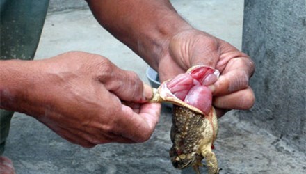 Gia Lai: Ăn thịt cóc, một người tử vong Gia Lai: Ăn thịt cóc, một người tử vong