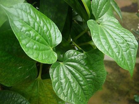 Bí quyết chữa hôi nách dân gian Bí quyết chữa hôi nách dân gian