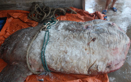 Bắt được cá mặt trăng hơn 500kg