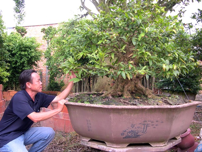 Thợ bạc miền Tây chơi kiểng ‘độc’ hái tiền tỷ Thợ bạc miền Tây chơi kiểng ‘độc’ hái tiền tỷ