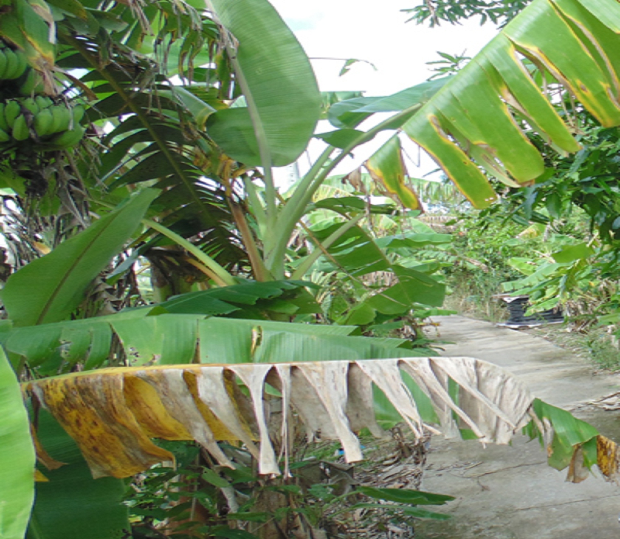 “Kiếp đỏ đen” và âm mưu đen tối của đứa em tội lỗi