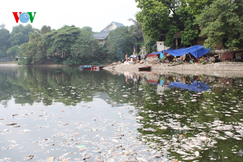 Cá chết trắng hồ Thiền Quang, người đi đường phải bịt mũi