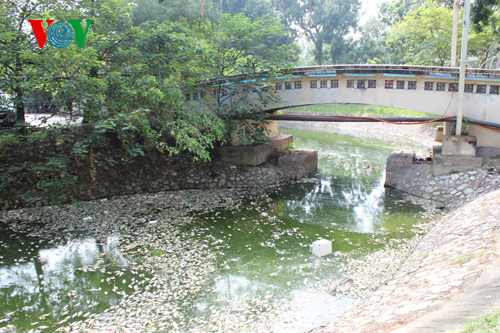 Cá chết trắng hồ Thiền Quang, người đi đường phải bịt mũi