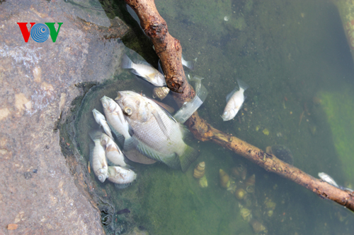 Cá chết trắng hồ Thiền Quang, người đi đường phải bịt mũi