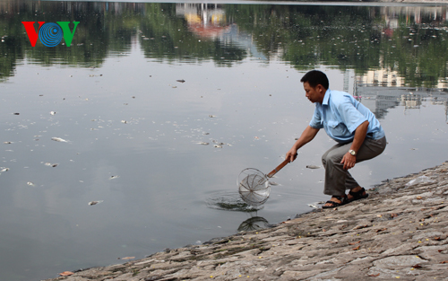 Cá chết trắng hồ Thiền Quang, người đi đường phải bịt mũi