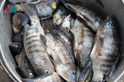 Cá chết trắng hồ Thiền Quang, người đi đường phải bịt mũi