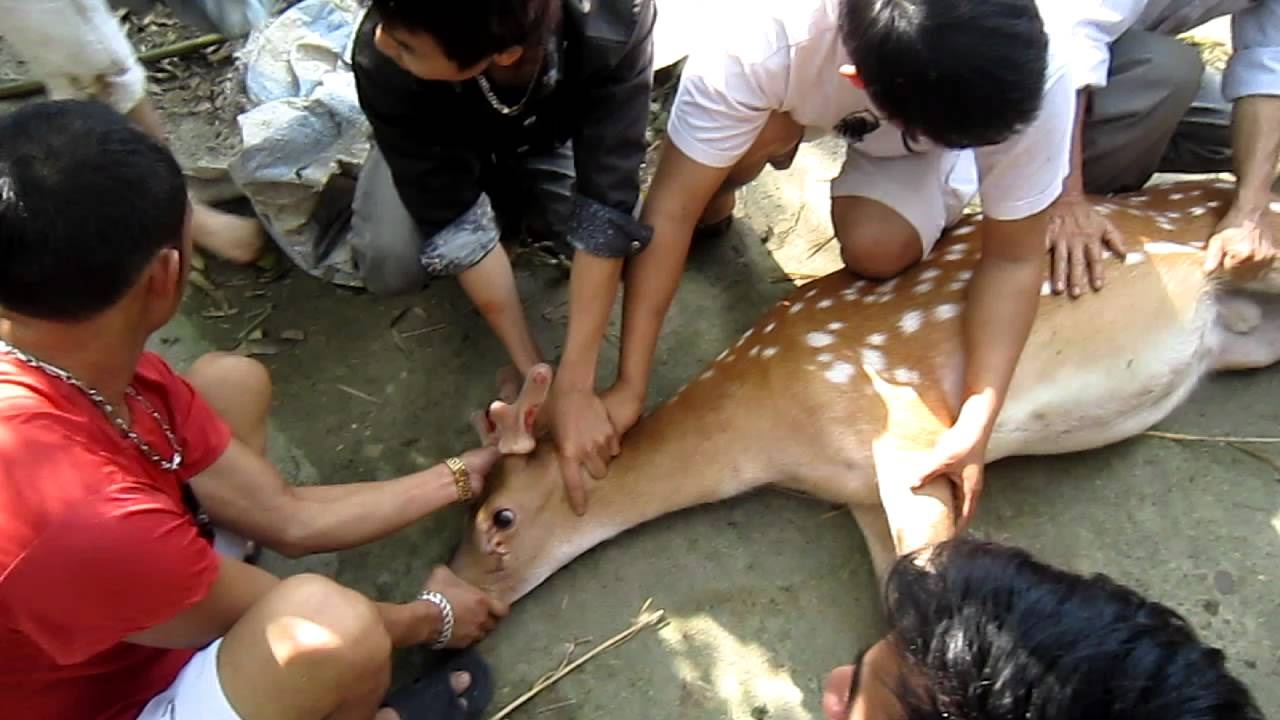 Khát vọng hồi xuân “dính” nhung hươu bằng tiết dê, da chó?