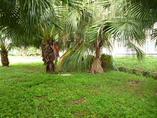 Thâm nhập ổ mại dâm “quý bà” U50 sẵn sàng phục vụ “lộ thiên” 