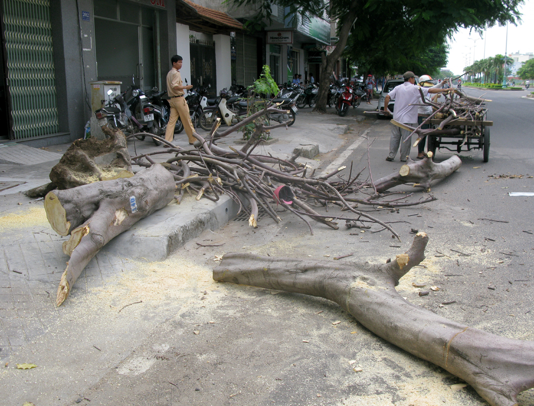 Phú Yên: Cây bật gốc đè trúng 3 người đi đường Phú Yên: Cây bật gốc đè trúng 3 người đi đường