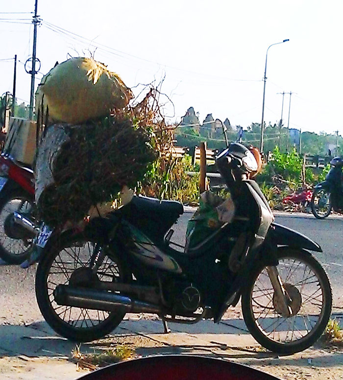 Sốt xình xịch dược liệu quý đồn thổi chữa khỏi bệnh ung thư Sốt xình xịch dược liệu quý đồn thổi chữa khỏi bệnh ung thư