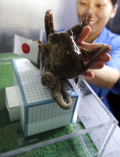 Thế giới động vật trong vòng xoáy World Cup 2014