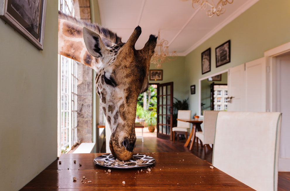 Những bức ảnh tuyệt đẹp của cuộc thi ảnh lớn nhất thế giới 2014