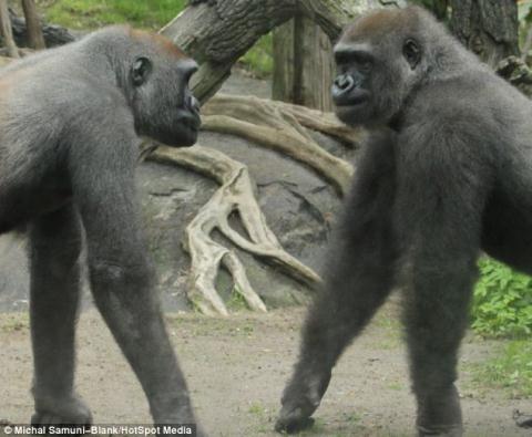 Cận cảnh khỉ đột bất ngờ nổi hứng luyện boxing