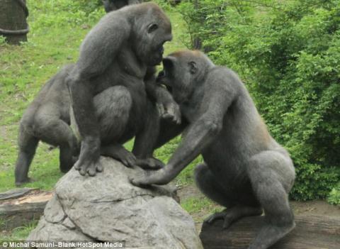 Cận cảnh khỉ đột bất ngờ nổi hứng luyện boxing