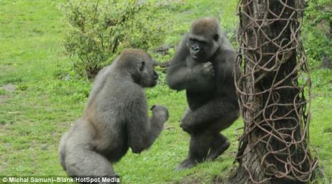 Cận cảnh khỉ đột bất ngờ nổi hứng luyện boxing