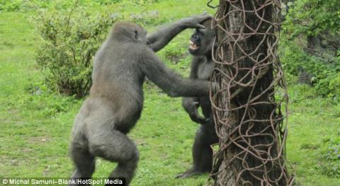 Cận cảnh khỉ đột bất ngờ nổi hứng luyện boxing