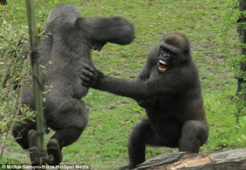 Cận cảnh khỉ đột bất ngờ nổi hứng luyện boxing