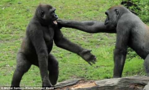 Cận cảnh khỉ đột bất ngờ nổi hứng luyện boxing