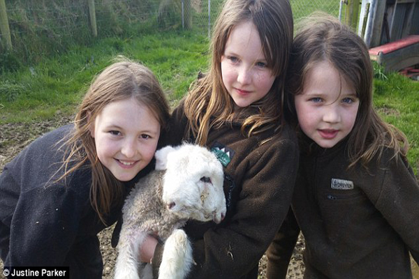 Chuyện lạ: Cừu 4 mắt, 2 mũi xuất hiện ở New Zealand