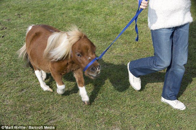 Chú ngựa tí hon được nuôi như chó cảnh ở Anh