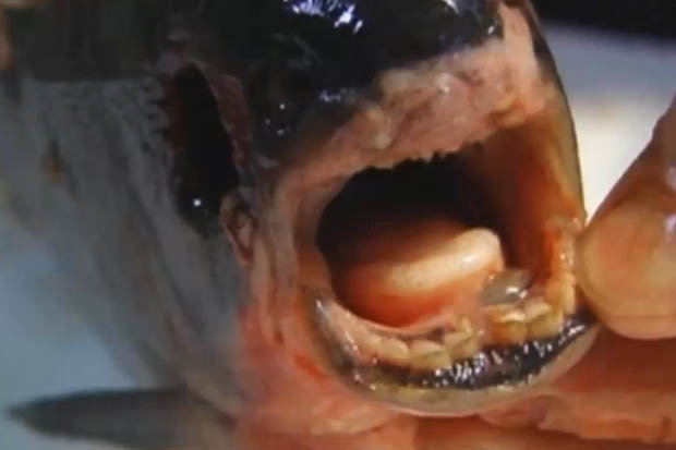 Bắt được chú cá lạ có hàm răng giống người ở Nga