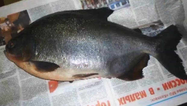 Bắt được chú cá lạ có hàm răng giống người ở Nga