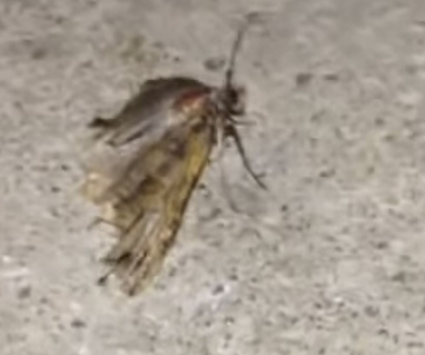 Video: Người đàn ông bị con bướm đêm bay lạc vào lỗ tai