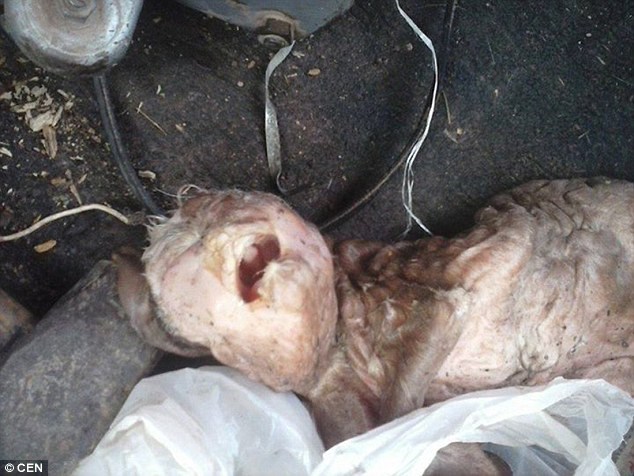 Hình ảnh của chú dê kỳ dị có khuôn mặt giống người