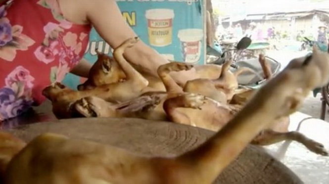 Nạn trộm chó ghê rợn ở Việt Nam lên truyền thông Anh