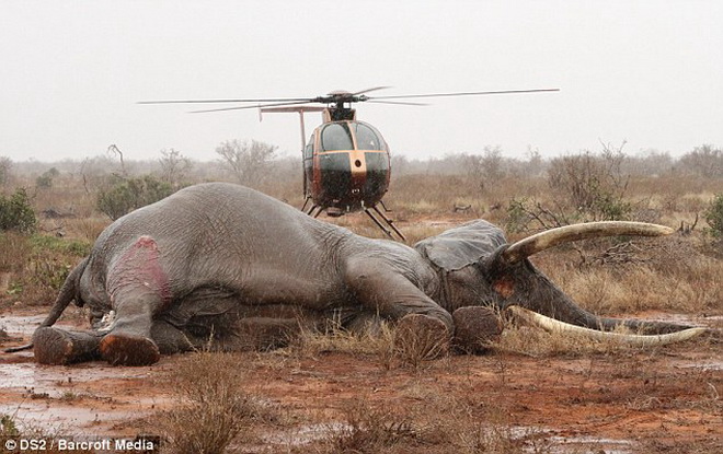 Chú voi may mắn được cứu sống dù bị trúng tên độc