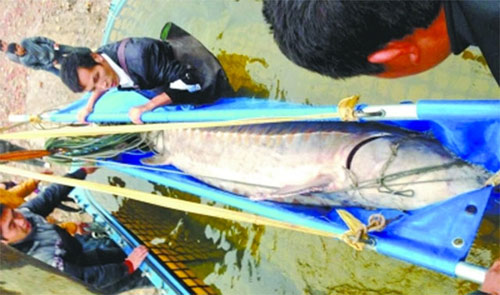 TQ: Bắt được cá tầm khổng lồ dài 3,3 mét trên sông 