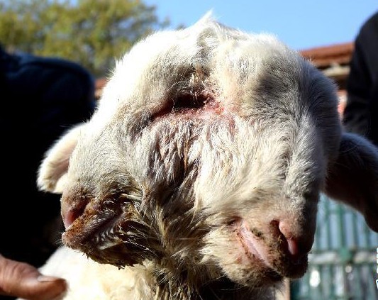 Dê hai đầu ra đời tại Trung Quốc