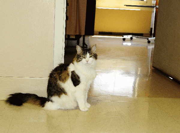 Kì lạ chú mèo có khả năng tiên đoán cái chết