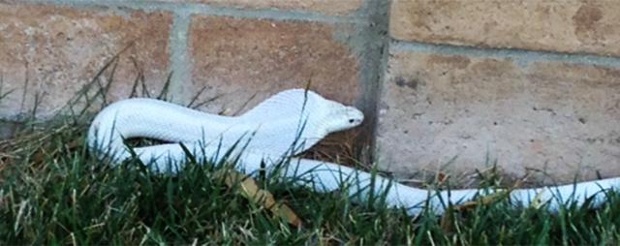 Những vụ rắn xông chuồng khiến người dân kinh hãi