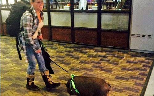 Bị đuổi khỏi máy bay vì mang lợn lên khoang hành khách