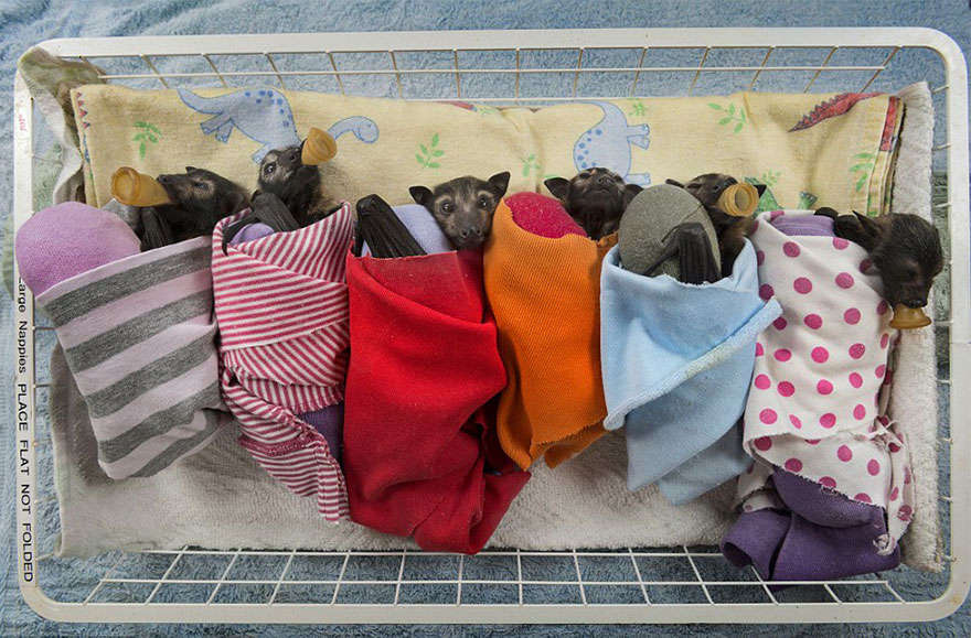 Bệnh viện đặc biệt dành cho các chú dơi bị bỏ rơi ở Australia Bệnh viện đặc biệt dành cho các chú dơi bị bỏ rơi ở Australia