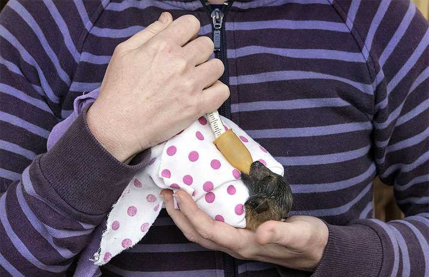 Bệnh viện đặc biệt dành cho các chú dơi bị bỏ rơi ở Australia Bệnh viện đặc biệt dành cho các chú dơi bị bỏ rơi ở Australia